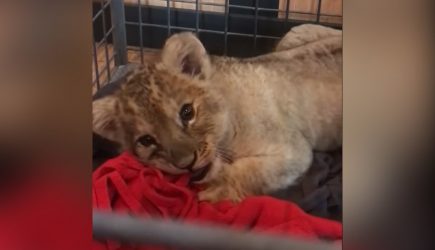 Львенка по имени Путин спасли полицейские в Париже