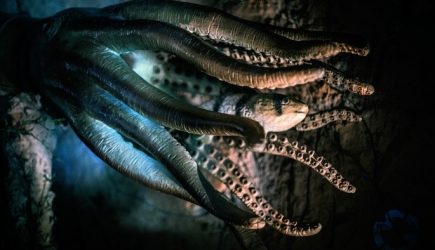 Дайверы засняли огромного подводного монстра