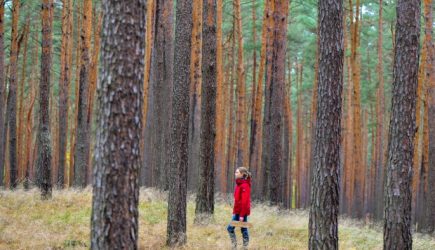 Россиян просят защитить Чудской лес