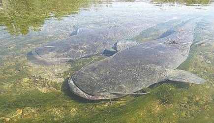 Сом-людоед на Дону. Что стоит за легендами о пресноводном хищнике