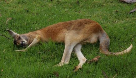 Ученые заявили, что кенгуру начали прыгать 20 млн лет назад