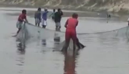 Вся деревня пришла спасать редкого дельфина из канала