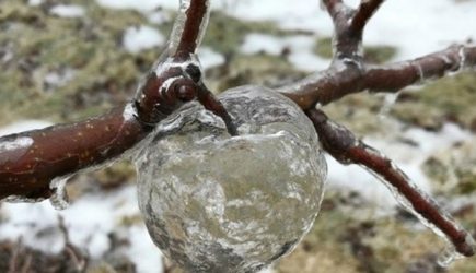 Мороз в США породил &laquo;призрачные&raquo; яблоки