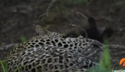 Разъяренный барсук-медоед напал на леопарда и спас детеныша