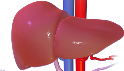 Ученые назвали самый ранний признак разрушения печени