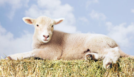 В крови победившего в конкурсе ягненка нашли запрещенные вещества