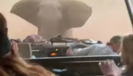 Погоня разъяренного слона за туристами попала на видео