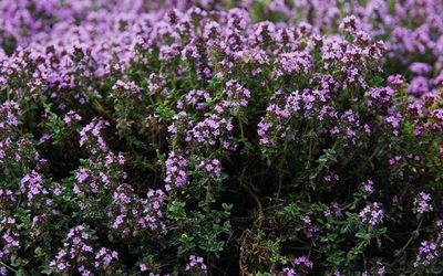 Учёные рассказали о растении, лечащем более 50 болезней