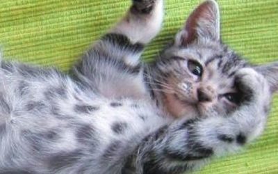 Как понять, что хочет &laquo;сказать&raquo; кошка