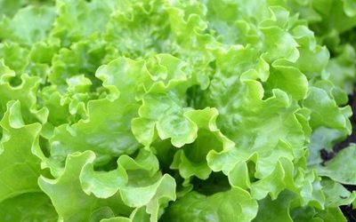 Эксперты рассказали о продукте, снимающем усталость