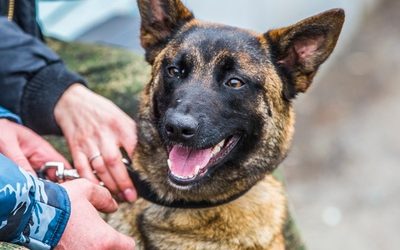 Кинологи МВД рассказали, как воспитать послушную собаку