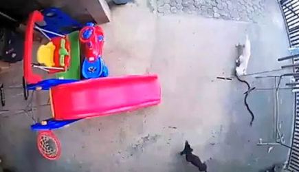 Собака ценой жизни спасла ребенка от кобры