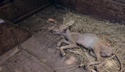 Откопали труп ради сенсации: специалисты рассказали, кем была полтавская &laquo;чупакабра&raquo;