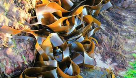 Салат против коронавируса: витаминная бомба из простых продуктов