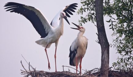 Сервис знакомств Мамба и WWF берут под опеку дальневосточных аистов