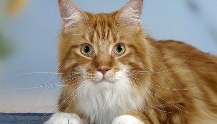 Video — Кот намылился и искупал сам себя