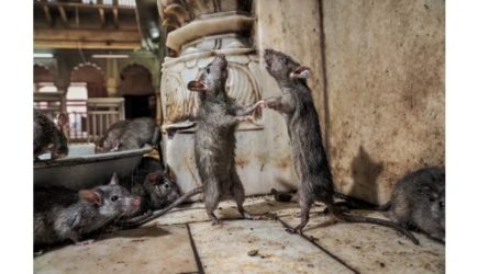 Города США&nbsp;атаковали оголодавшие на&nbsp;карантине крысы