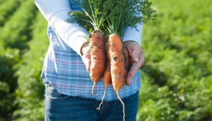 Станет вкусной и сладкой: чем подкормить морковь