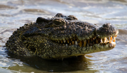 Крокодил заживо съел рыбака на глазах у жены