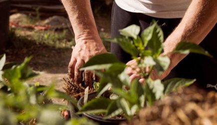 Нанесет вред корням: какие растения запрещено рыхлить