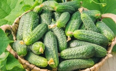 Хитрый трюк увеличит урожай огурцов втрое! Про это знают единицы