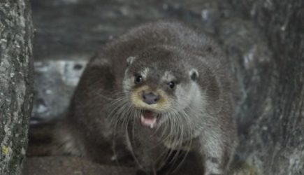 Три выдры сцепились за место на пне: видео стало вирусным