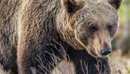 Медведь помог потерявшемуся в лесу мальчику выжить: невероятно