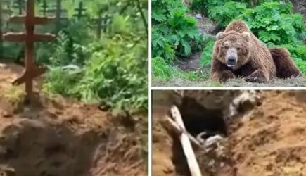 Медведь раскопал могилы на Урале