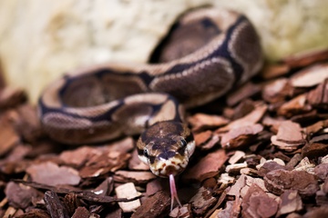 Питон покусал справляющую нужду женщину