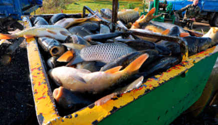 Цены на минтай в России упали до минимума за несколько лет