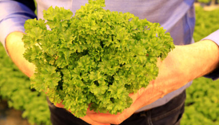 Штраф за посадку петрушки — 40 тысяч рублей: Что нужно знать дачникам о запрете