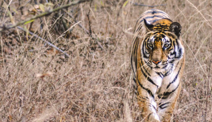 Тигрица растерзала двух мужчин на глазах у их спасшегося на дереве друга