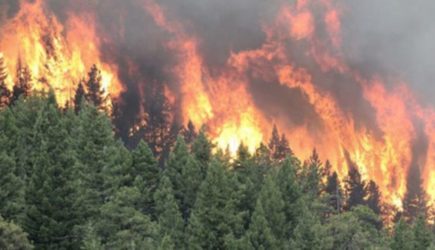 Лесам в Евразии предрекли масштабную гибель