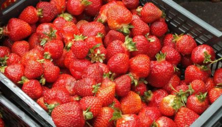 Как увеличить урожайность клубники: четыре хитрости