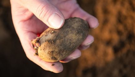 Без инсектицидов: как обезопасить картофель от проволочника весной
