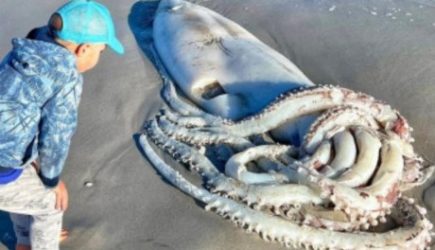 Женщина обнаружила на пляже странное существо размером с человека