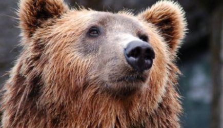 В Якутии мужчины спасли медведя, застрявшего головой в металлическом баке (Видео)