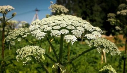 Все боятся, как огня: врач Мясников назвал главные действия при ожоге борщевиком