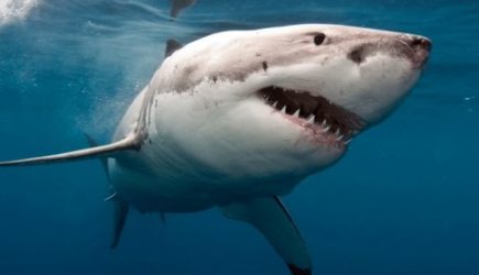 Акула уже собралась напасть на человека, но на помощь внезапно пришел кит