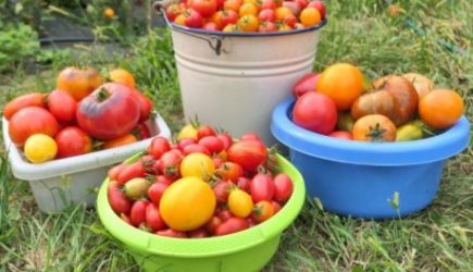Пять супер способов ускорить созревание томатов: помидоры краснеют в 4 раза быстрее
