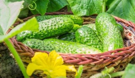 Копеечная подкормка, от которой огурцы млеют