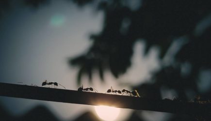 Дачникам предложили бороться с муравьями на участке с помощью двух растений