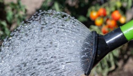 Как правильно поливать грядки в жару: простая хитрость спасет огород