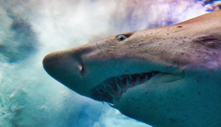 Океанолог назвал главный миф про нападение акул