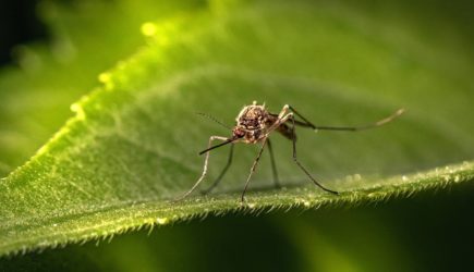 Россиянам назвали эффективные способы избавиться от комаров на даче
