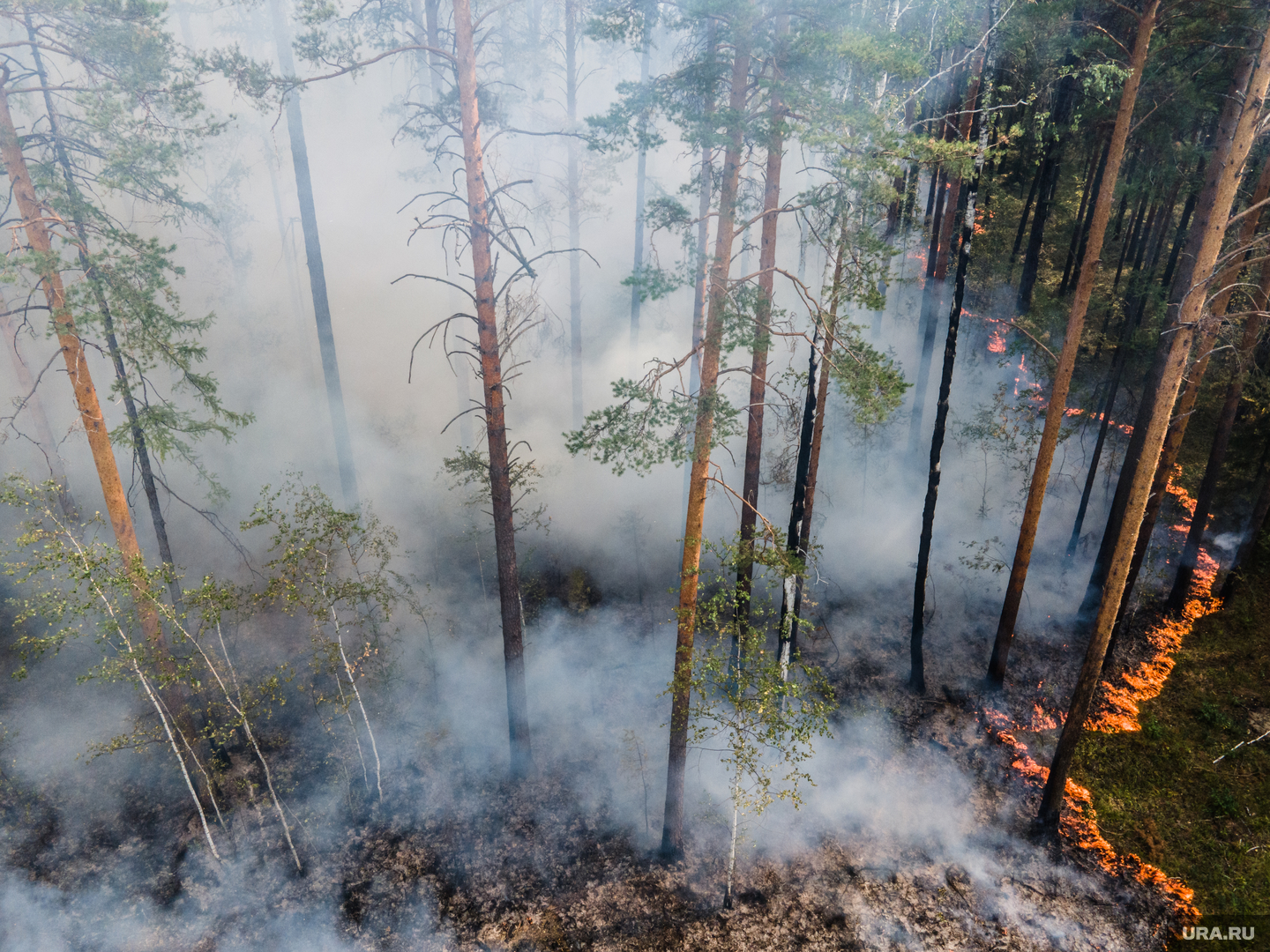 Пожар в лесу. Горящий лес. Пожар леса Курганская область. Лесные пожары в Свердловской области.