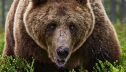 Разгуливающего шестой день по российскому городу медведя сняли на видео