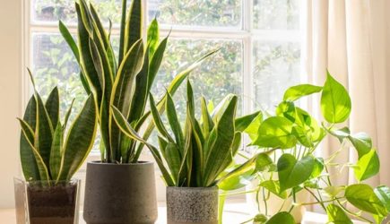 Эти 3 комнатных растения растут в домах миллионеров: приносят богатство и удачу