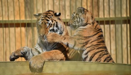 Семейство тигров было замечено в Приморском крае – видео