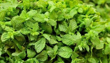 Лучше любой прополки: это растение &laquo;выгонит&raquo; все сорняки с участка